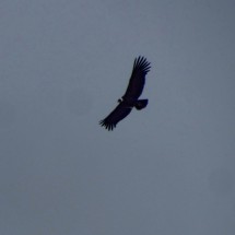 Condor on the way to Volcan Rumiñahui